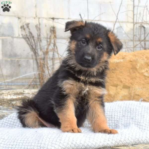 Tiara, German Shepherd Puppy