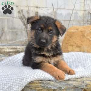 Tiara, German Shepherd Puppy