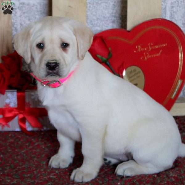Tilly, Yellow Labrador Retriever Puppy