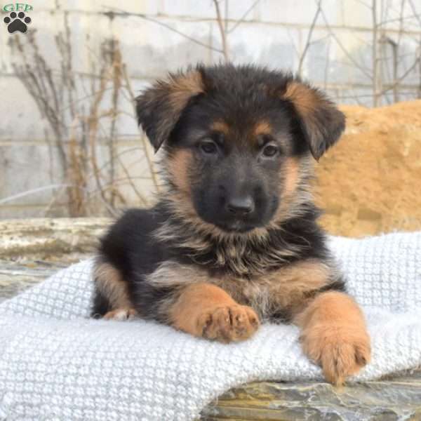 Tilly, German Shepherd Puppy