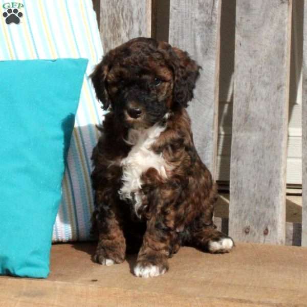 Tippy, Miniature Poodle Puppy