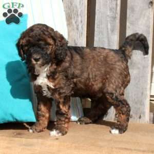 Tippy, Miniature Poodle Puppy