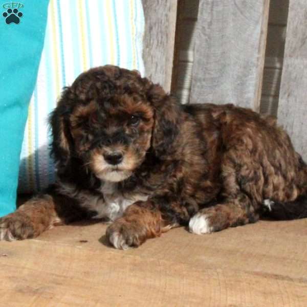 Toby, Miniature Poodle Puppy