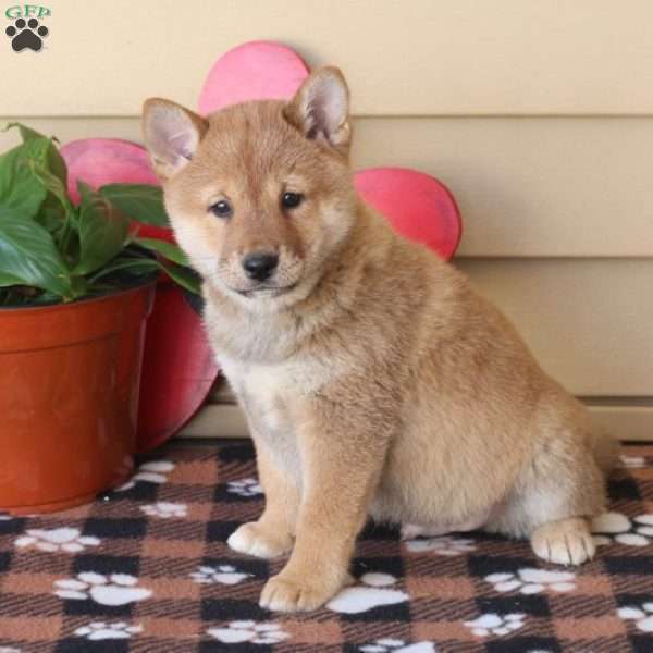 Toby, Shiba Inu Puppy