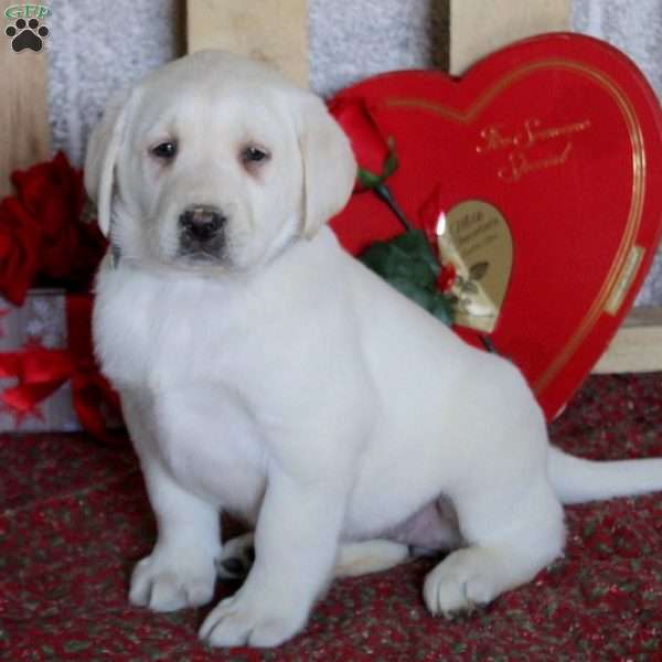 Tonya, Yellow Labrador Retriever Puppy
