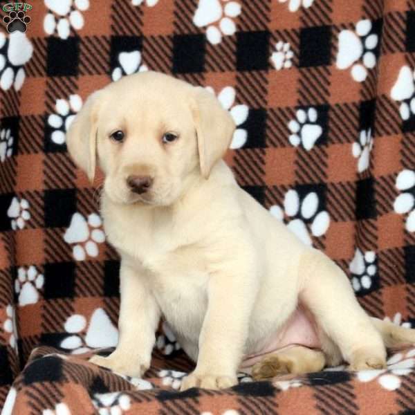 Tonya, Yellow Labrador Retriever Puppy