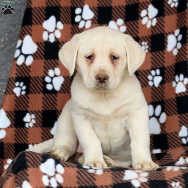 Tori, Yellow Labrador Retriever Puppy