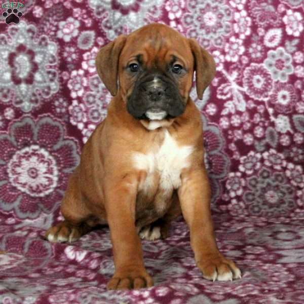 Trent, Boxer Puppy