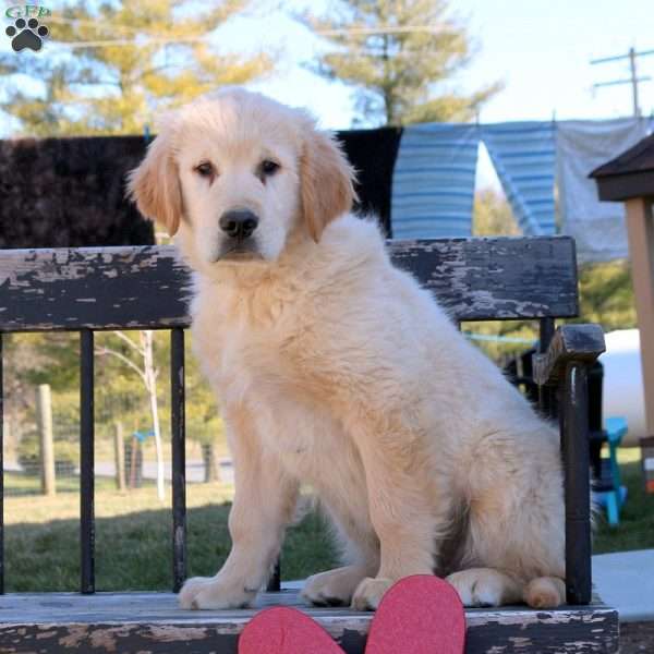 Tristan, Golden Retriever Puppy