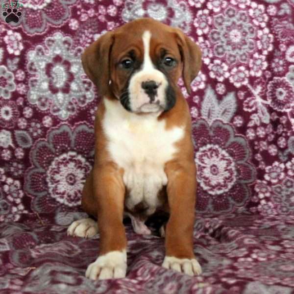Trooper, Boxer Puppy