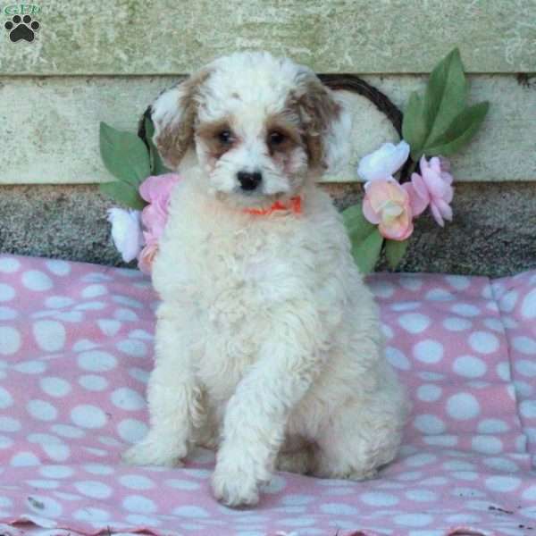 Tucker-F1BB, Mini Goldendoodle Puppy