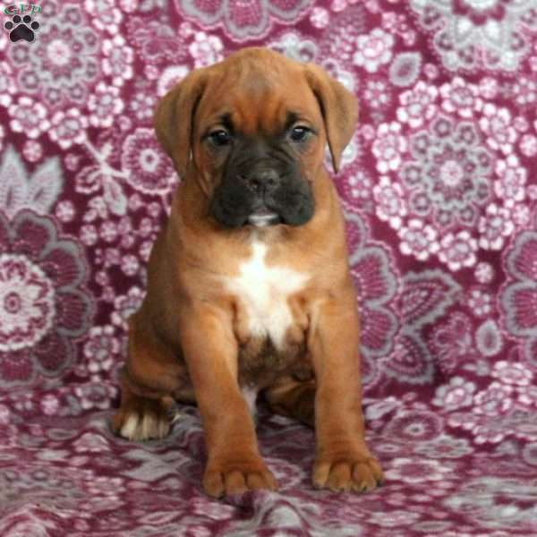 Tucker, Boxer Puppy