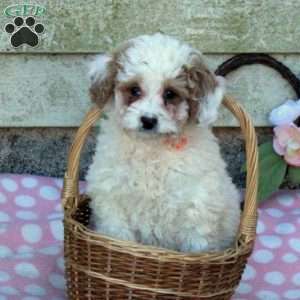 Tucker-F1BB, Mini Goldendoodle Puppy