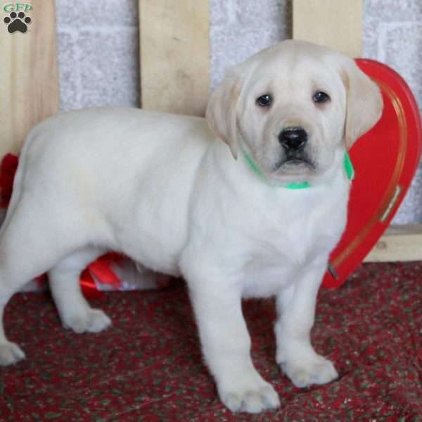 Tulsa, Yellow Labrador Retriever Puppy