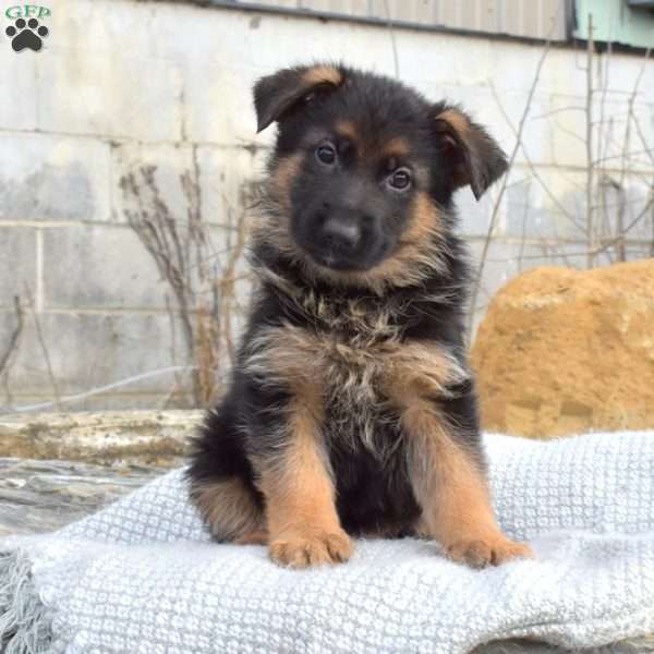Twilight, German Shepherd Puppy