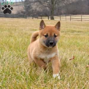 Twinkle, Shiba Inu Puppy