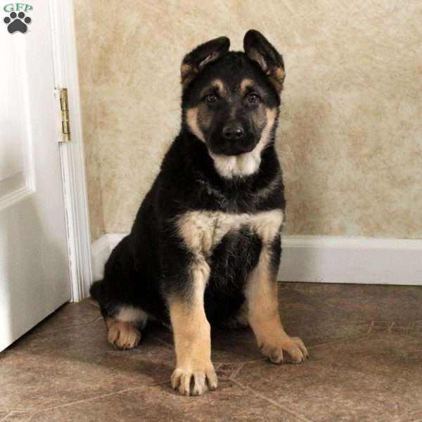 Valerie, German Shepherd Puppy