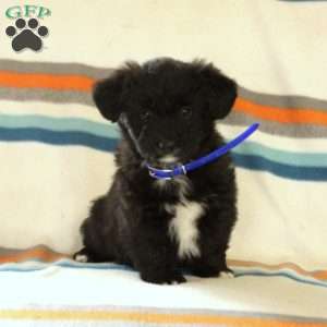 Vernon, Corgipoo Puppy