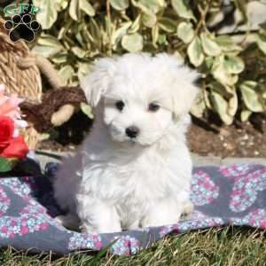 Maltese Puppies For Sale | Greenfield Puppies