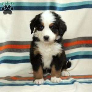 Willow, Bernese Mountain Dog Puppy