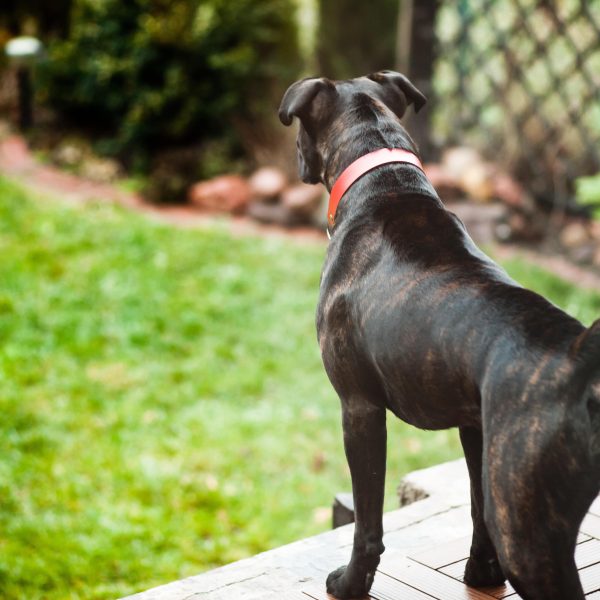 alert boxer dog on guard at home