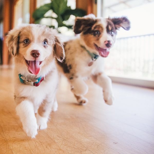 australian shepherd puppies running in a house