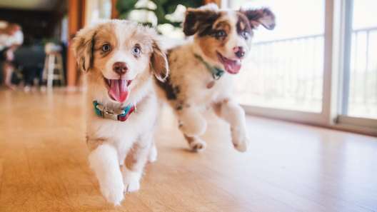 6 Signs of a Healthy Puppy