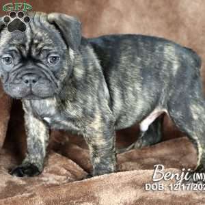Hævde Bemærk kanal French Bulldog Mix Puppies For Sale | Greenfield Puppies