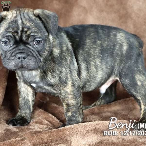 Benji, French Bulldog Mix Puppy