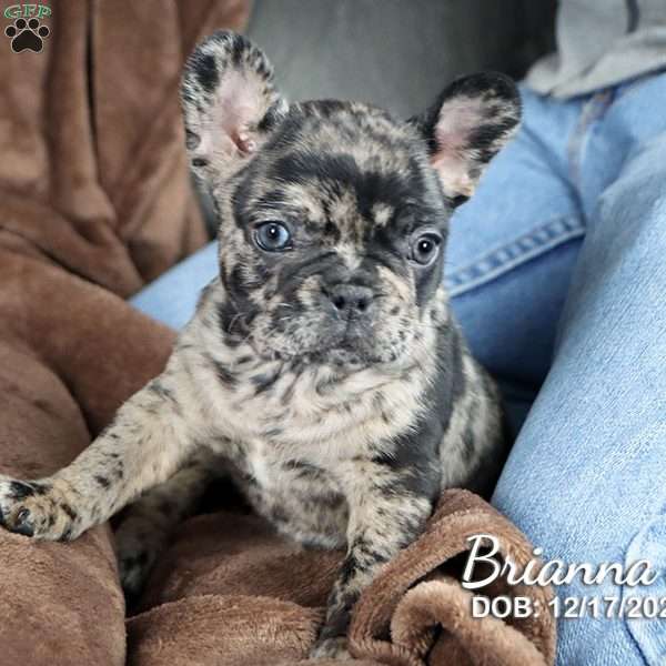Brianna, French Bulldog Mix Puppy