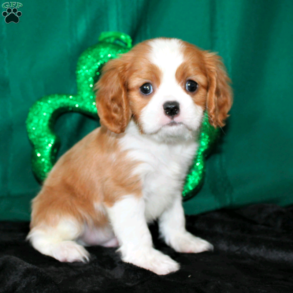 Franklin, Cavalier King Charles Spaniel Puppy