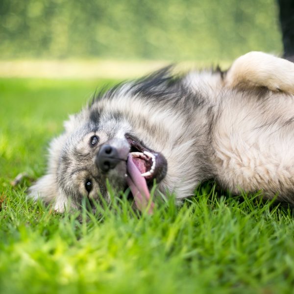 happy dog lying in the grass and getting a belly rub