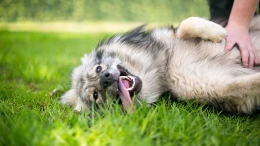 Why Do Dogs Love Belly Rubs?