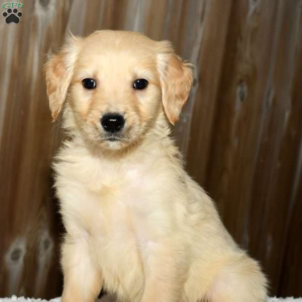 Milo, Golden Retriever Puppy