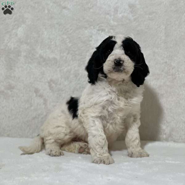 Nuts, Mini Goldendoodle Puppy