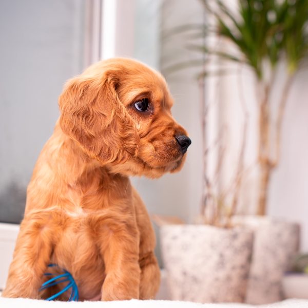 red spaniel puppy staring to the side