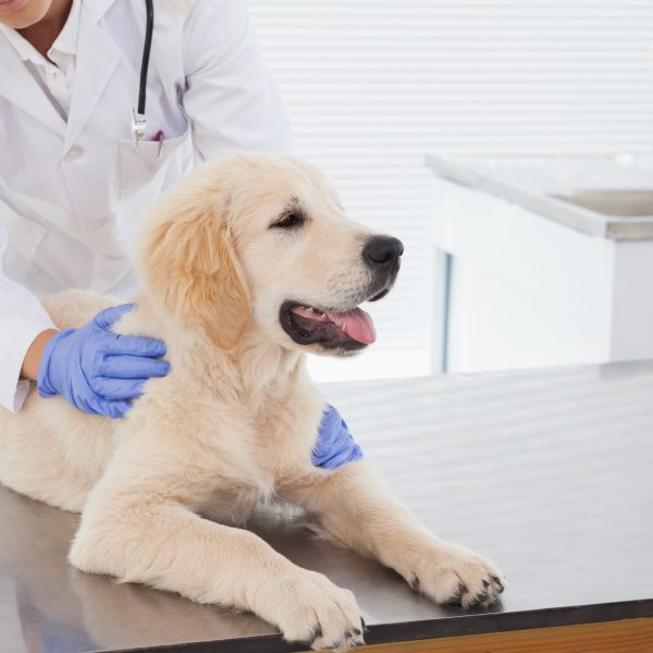 retriever puppy at the vet