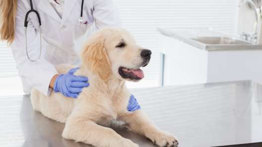 What to Know About Heart Murmur in Dogs