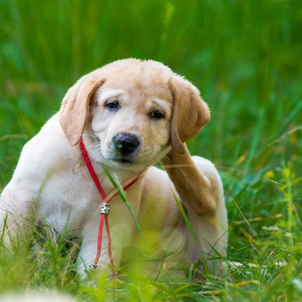 retriever puppy scratching behind its ear with a hind leg