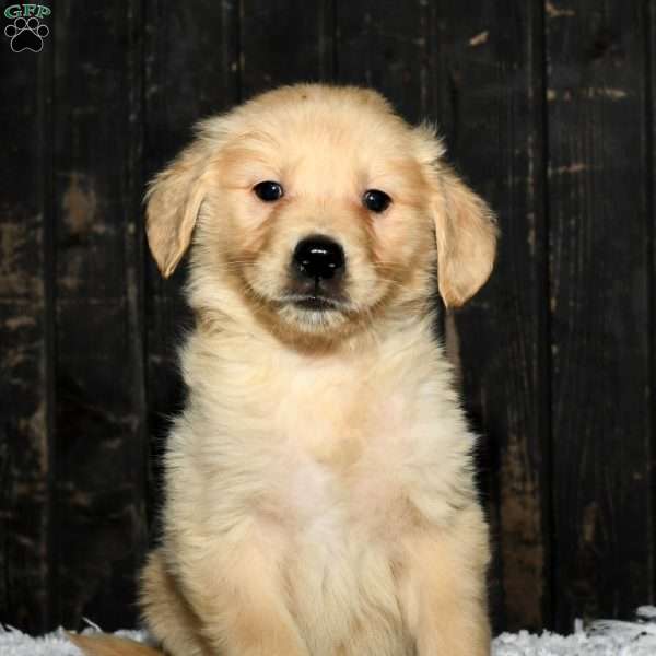 Sadie, Golden Retriever Puppy