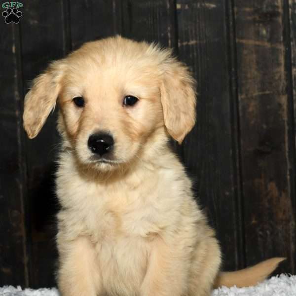 Sammy, Golden Retriever Puppy