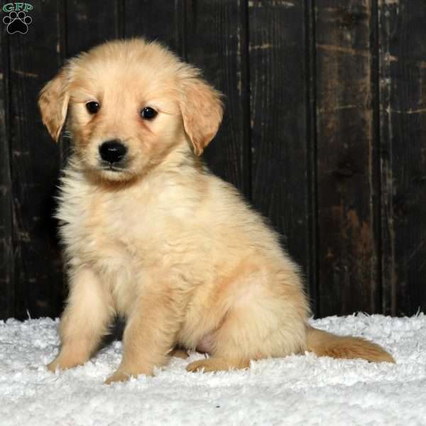 Sierra, Golden Retriever Puppy