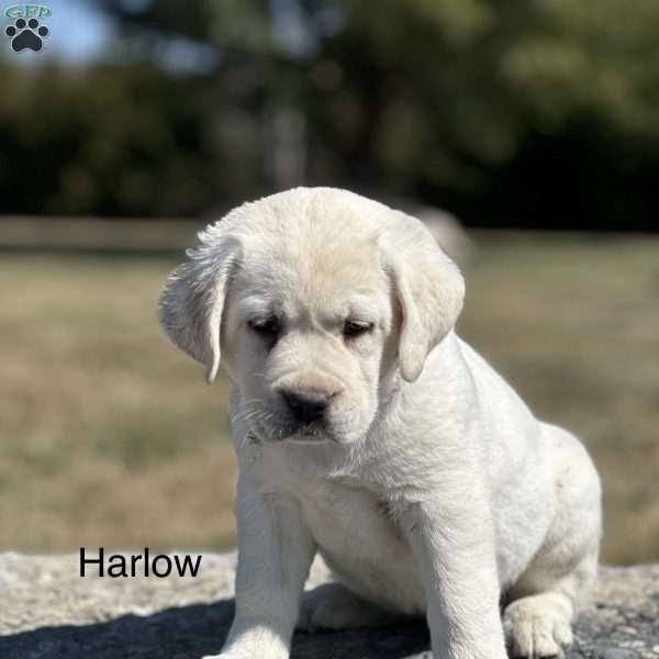 Harlow, Yellow Labrador Retriever Puppy