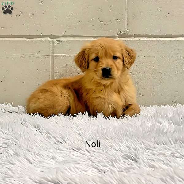 Noli, Golden Retriever Puppy