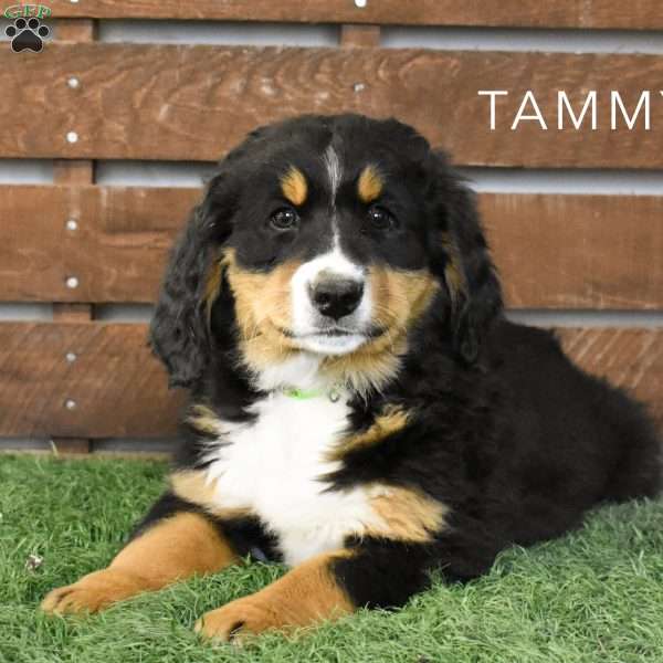 Tammy, Bernese Mountain Dog Puppy
