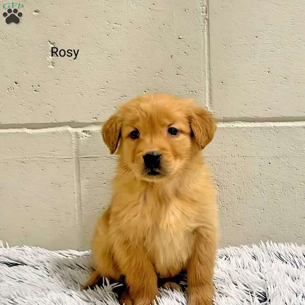 Rosy, Golden Retriever Puppy