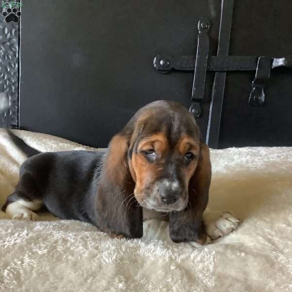 Penelope, Basset Hound Puppy