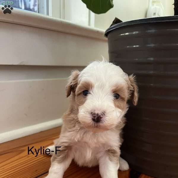 Kyrie, Miniature Aussiedoodle Puppy
