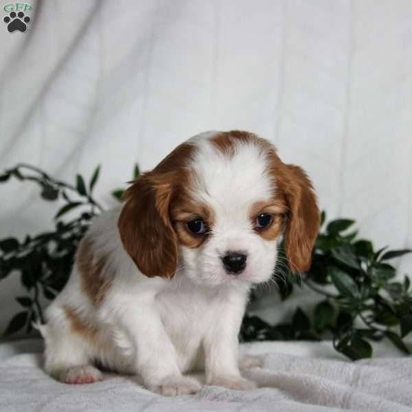 Scooby, Cavalier King Charles Spaniel Puppy