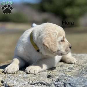 Flora, Yellow Labrador Retriever Puppy